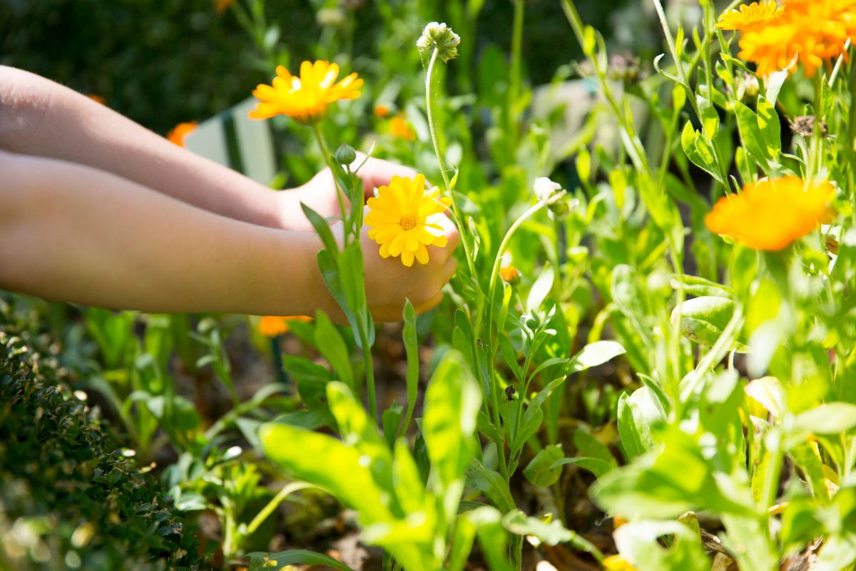 Frühjahrsputz im Garten